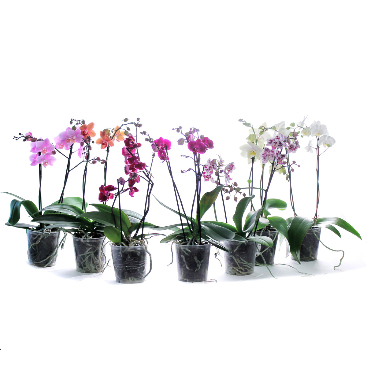 Orchid, 5in, Phalaenopsis MaximaFlora 2+ Spike