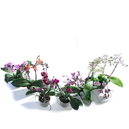 Orchid, 5in, Phalaenopsis MaximaFlora 2+ Spike