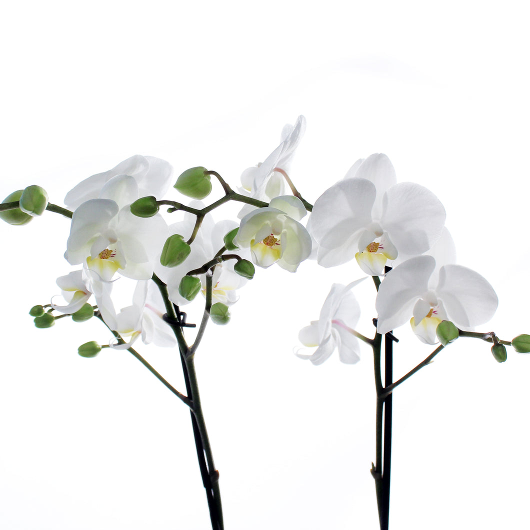 Orchid, 5in, Phalaenopsis MaximaFlora 2+ Spike