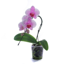 Load image into Gallery viewer, Orchid, 3in, Phalaenopsis Artistica Mini Swan
