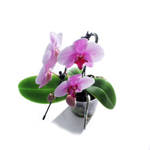 Load image into Gallery viewer, Orchid, 3in, Phalaenopsis Artistica Mini Swan
