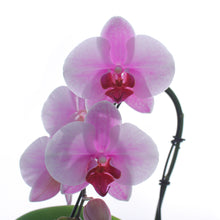 Load image into Gallery viewer, Orchid, 3in, Phalaenopsis Artistica Mini Swan
