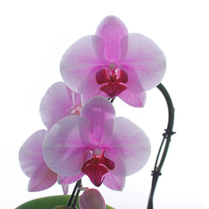 Orchid, 3in, Phalaenopsis Artistica Mini Swan