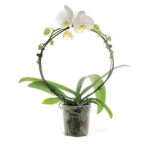 Orchid, 5in, Phalaenopsis Infinity Circle