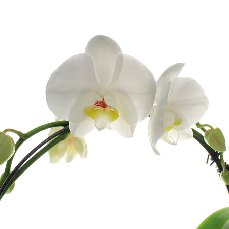 Orchid, 5in, Infinity Circle W/ Ceramic Pot
