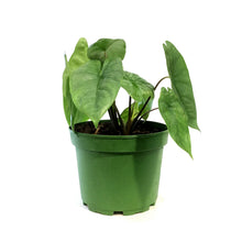 Load image into Gallery viewer, Alocasia, 6in, Low Rider
