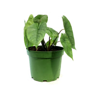 Alocasia, 6in, Low Rider