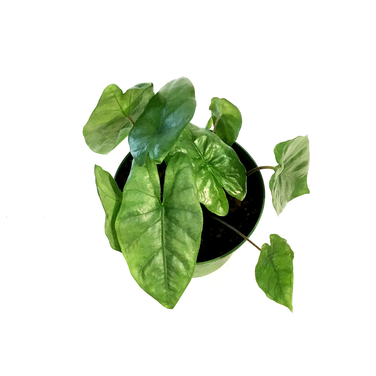 Alocasia, 6in, Low Rider