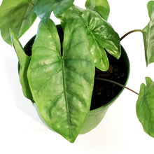 Load image into Gallery viewer, Alocasia, 6in, Low Rider
