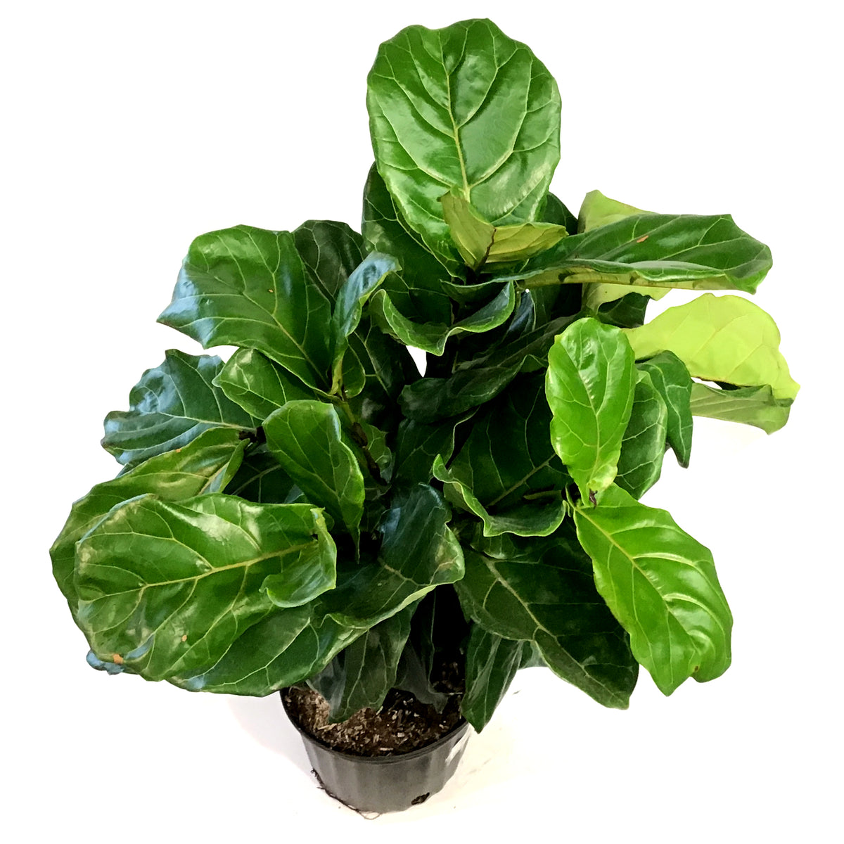 Ficus, 10in, Lyrata Bambino Standard Braid
