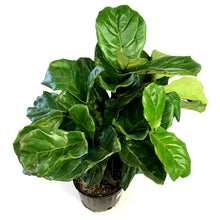 Load image into Gallery viewer, Ficus, 10in, Lyrata Bambino Standard Braid
