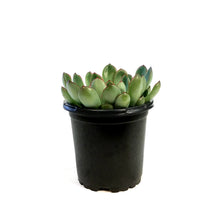 Load image into Gallery viewer, Succulent, 4in, Echeveria Pelusida
