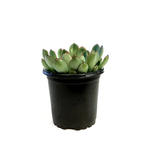 Succulent, 4in, Echeveria Pelusida