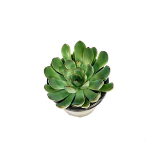 Succulent, 4in, Echeveria Pelusida