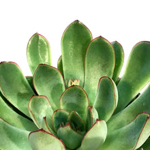 Load image into Gallery viewer, Succulent, 4in, Echeveria Pelusida
