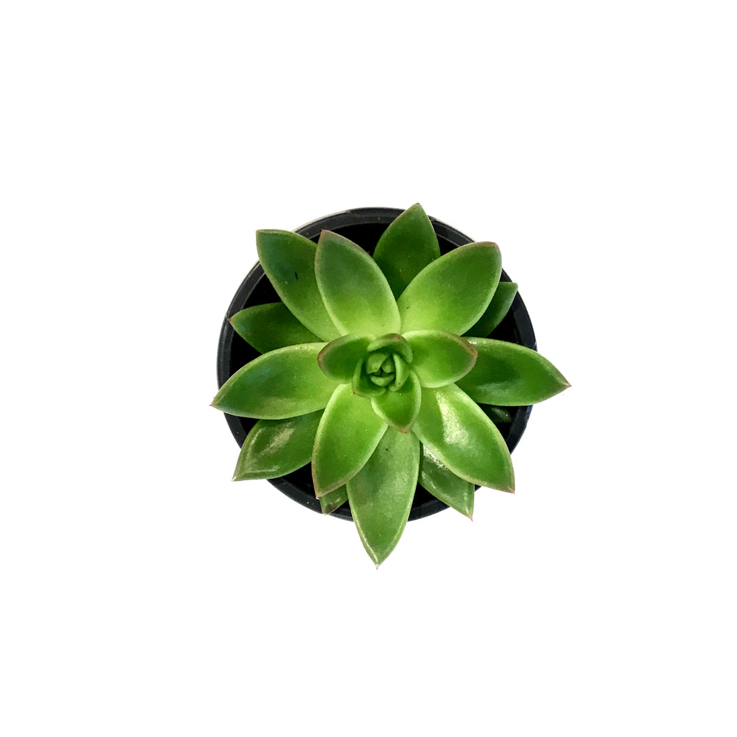 Succulent, 4in, Echeveria Miranda