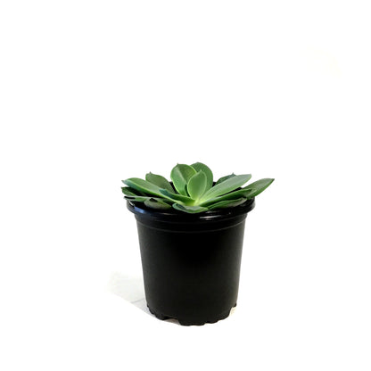 Succulent, 4in, Echeveria Blue Prince