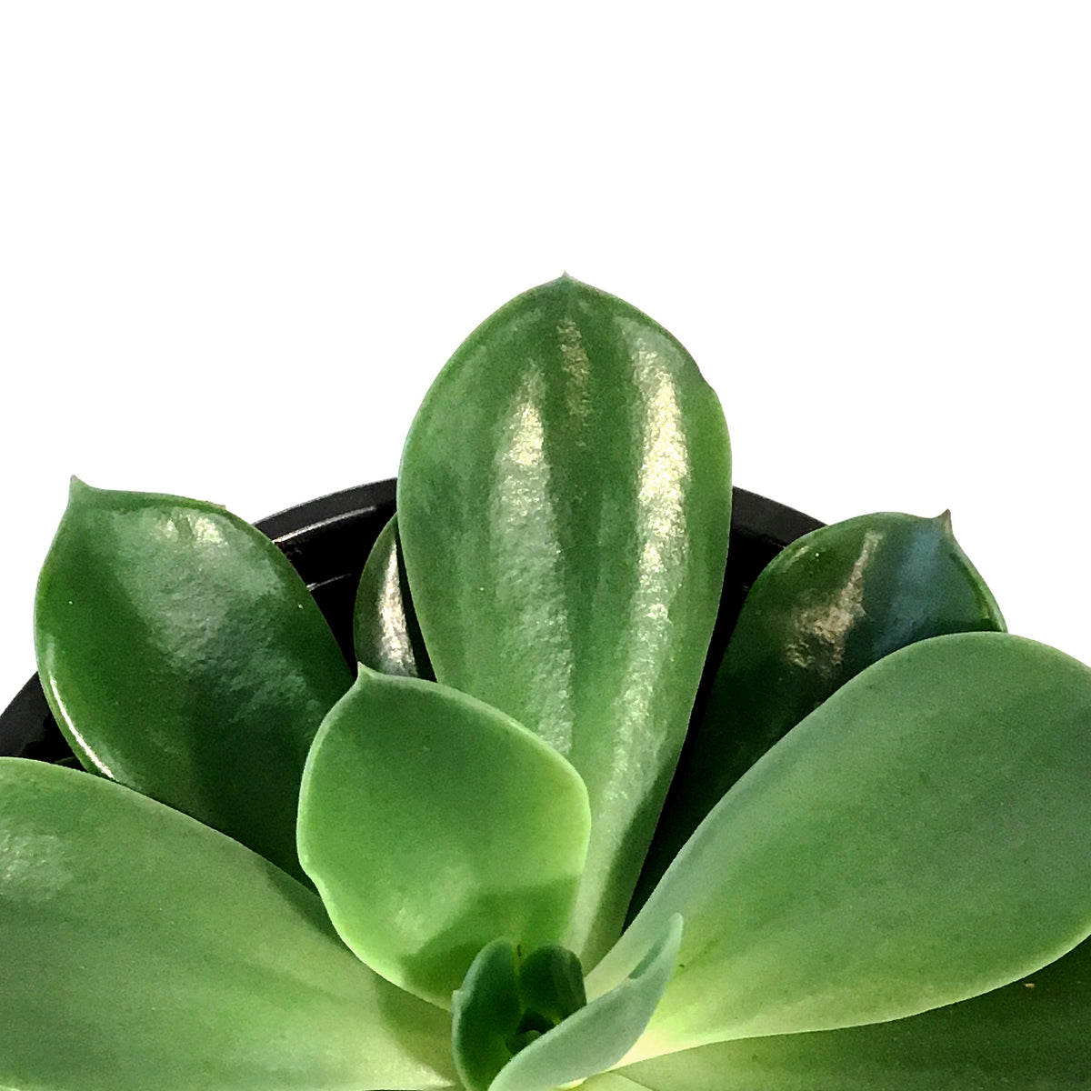 Succulent, 4in, Echeveria Blue Prince