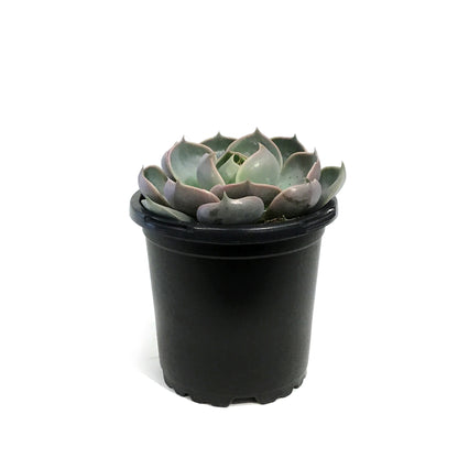 Succulent, 4in, Echeveria Lotus