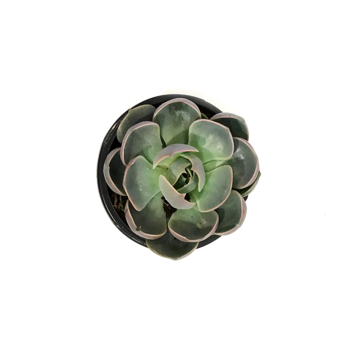 Succulent, 4in, Echeveria Lotus