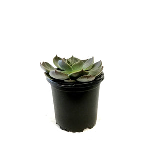 Succulent, 4in, Echeveria Marrom