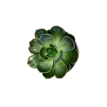 Load image into Gallery viewer, Succulent, 4in, Echeveria Marrom
