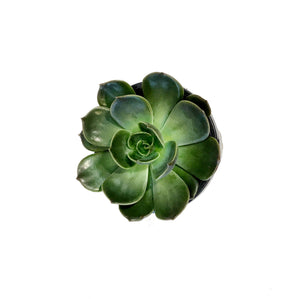 Succulent, 4in, Echeveria Marrom