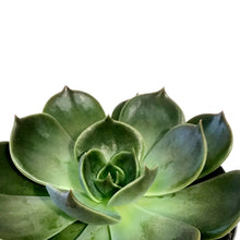 Load image into Gallery viewer, Succulent, 4in, Echeveria Marrom
