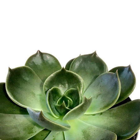 Succulent, 4in, Echeveria Marrom