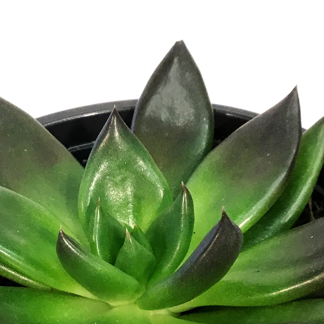 Succulent, 4in, Echeveria Preta