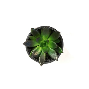Succulent, 4in, Echeveria Preta