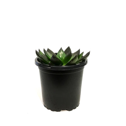 Succulent, 4in, Echeveria Preta