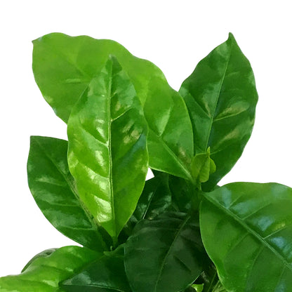 Coffee Plant, 3.5in