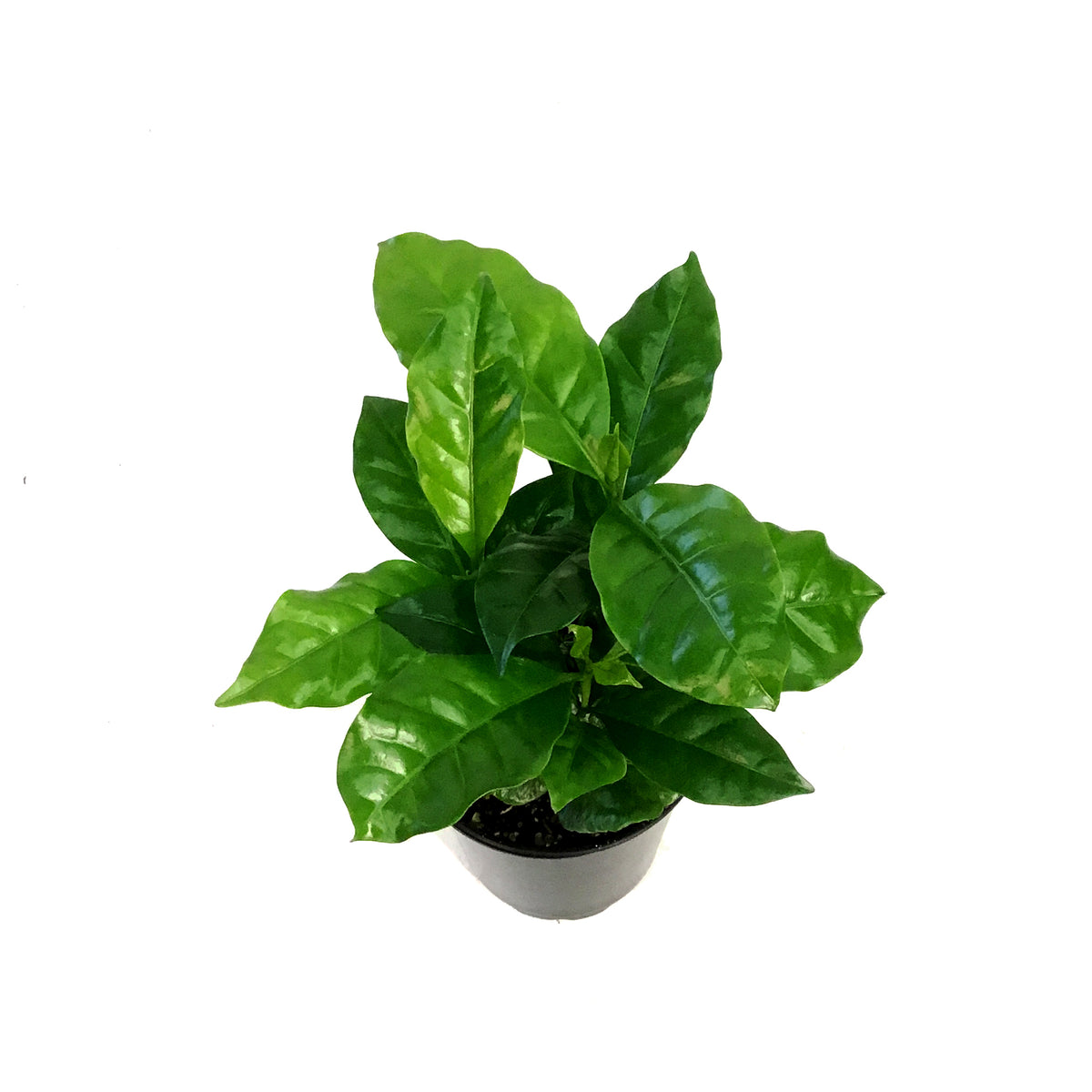 Coffee Plant, 3.5in