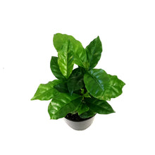 Load image into Gallery viewer, Coffee Plant, 3.5in
