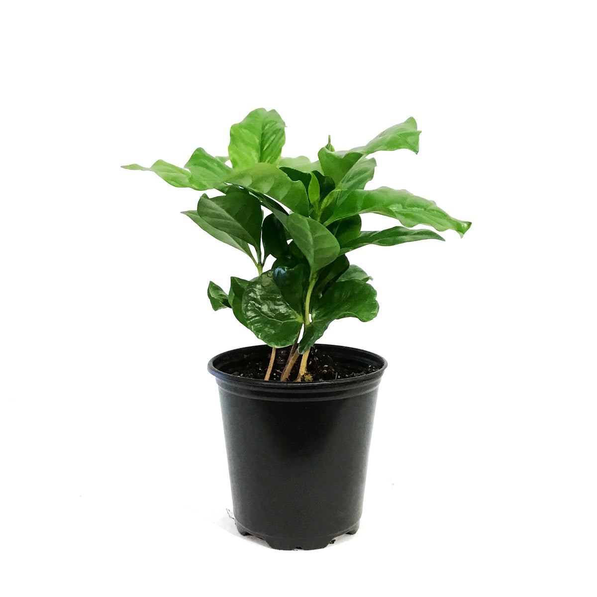 Coffee Plant, 3.5in