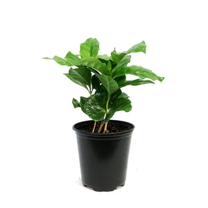 Coffee Plant, 3.5in