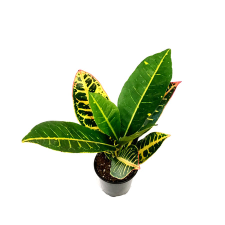 Croton, 3.5in, Petra