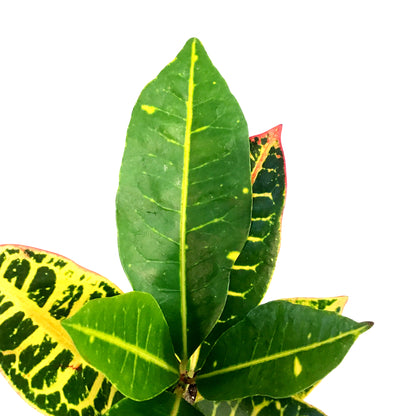 Croton, 3.5in, Petra