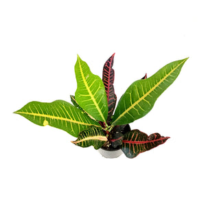 Croton, 3.5in, Nervia