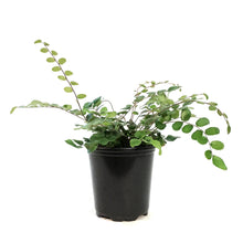 Load image into Gallery viewer, Fern, 3.5in, Button

