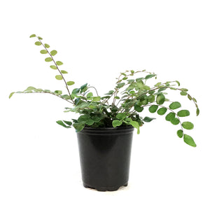 Fern, 3.5in, Button