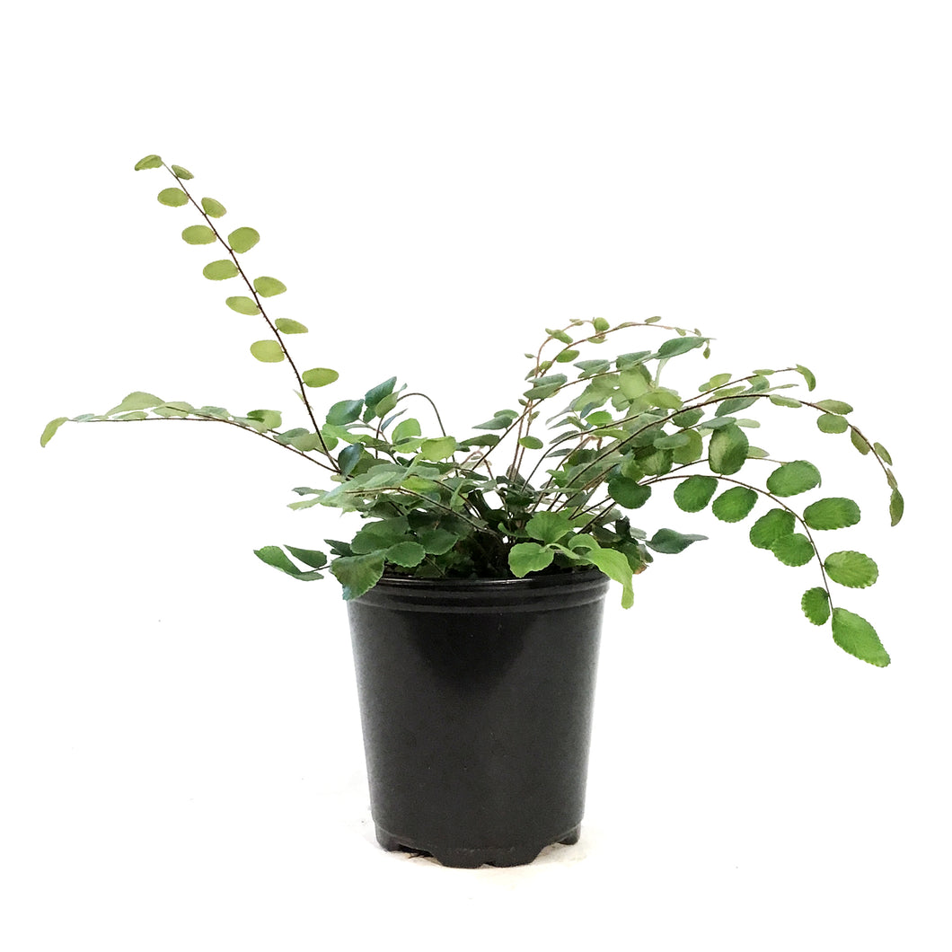 Fern, 3.5in, Button