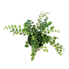 Load image into Gallery viewer, Fern, 3.5in, Button
