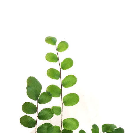 Fern, 3.5in, Button