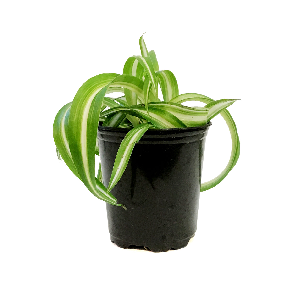 Spider Plant, 3.5in, Curly Bonnie