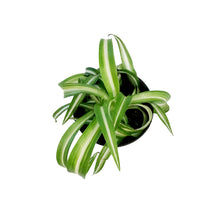 Load image into Gallery viewer, Spider Plant, 3.5in, Curly Bonnie
