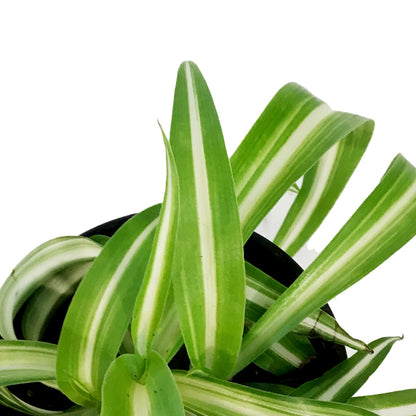 Spider Plant, 3.5in, Curly Bonnie