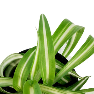 Spider Plant, 3.5in, Curly Bonnie