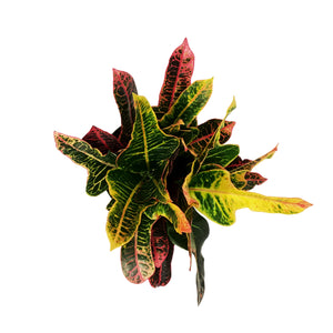 Croton, 6in, Oak Leaf